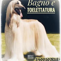 Colpi di coda