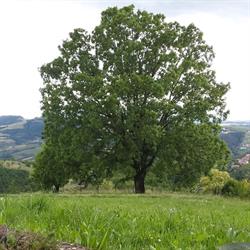 La Quercia B&B, SPA & WELLNESS