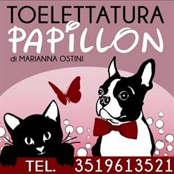 Papillon Toelettatura