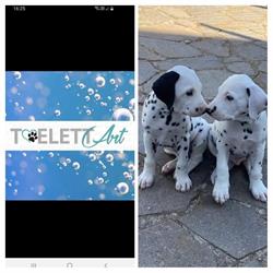 Toelettart