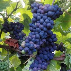 Monte Alto Franciacorta