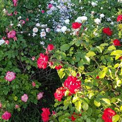 B&B Le Rose