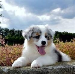 Allevamento professionale pastore australiano e barboncino Shepherd Of The Sky