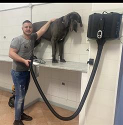 Dog Wash