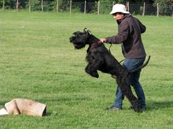 Allevamento   schnauzer   Tarros
