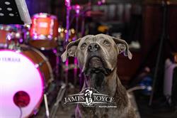 Joyce Irish Pub