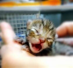 Ambulatorio Veterinario Dott. Ceppa Luciano