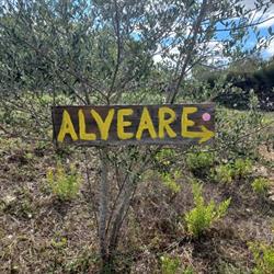 Alveare Lecce
