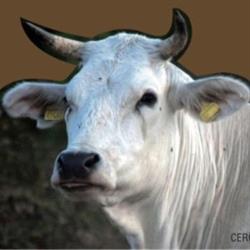 Sagra del Porcino e della Chianina di Castelfranco di Sotto