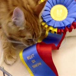 Feles Maine Coon