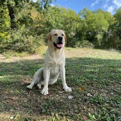 Labradormania