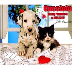 cucciolo
