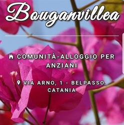 Bouganvillea