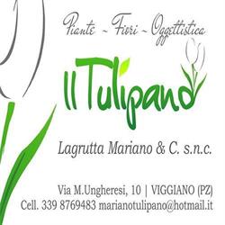 Il Tulipano - Piante, Fiori & Oggettistica