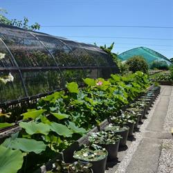 Water Plants Italy Di Bergamo Mauro (vendita online)