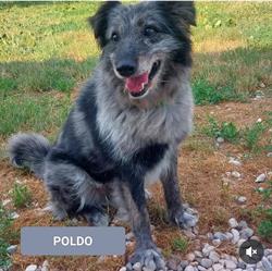 Associazione Difesa Animali