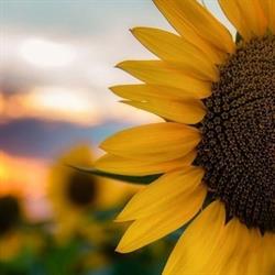 Agriturismo biologico I Girasoli di Lari