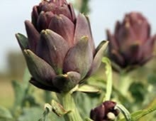 Gli Ortisti
