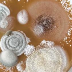 Bactory Srl - Laboratorio di Microbiologia Ambientale e Nanotecnologie