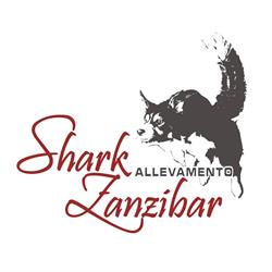 Shark Zanzibar - Allevamento Border Collie