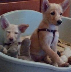 Scooby Dog - Toelettatura e Self Wash