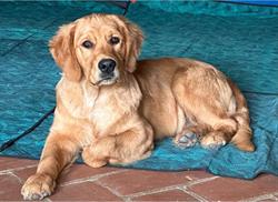 Lars Porsenna Golden Retriever (Goldenlars)