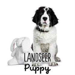 Landseer Puppy