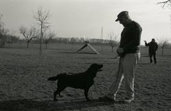 Allevamento Luckyland Labrador