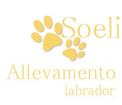 Allevamento Labrador Retriever SOELI