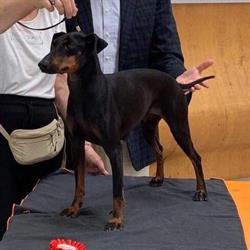 Allevamento Lantaka - Jack Russell terrier - Border terrier - Manchester terrier - Pensione per cani