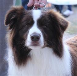 Allevamento Border Collie Conte