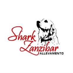 Shark Zanzibar - Allevamento Golden Retriever