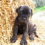 Cucciolo