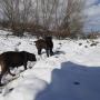 Il nostro allevamento con la neve