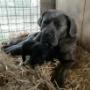 Mamma con cuccioli
