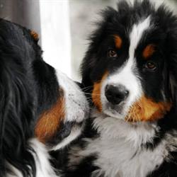 Allevamento Bovaro del Bernese "Orsi delle Dolomiti"