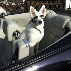 Vacanze con cane