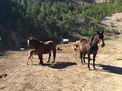 IL CAVALLO DEL CATRIA