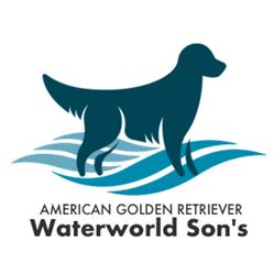 Allevamento Golden Retriever Americano Waterworld Son's