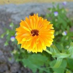 Agriturismo e Agri.Pasticceria - Az. Agricola La Calendula