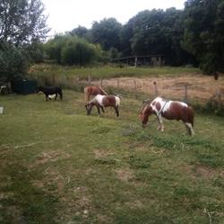 Lori Riding Centre