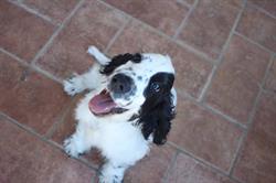 Clinica Veterinaria San Rocco