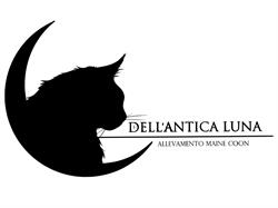 Allevamento Maine Coon Dell'Antica Luna