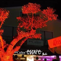 Il Calice Ristorante Treviso