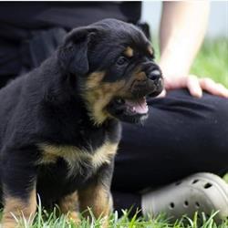 Allevamento cuccioli di Rottweiler Von den Schwarzen Schatten