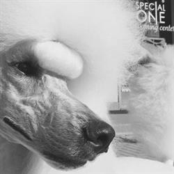 Best of Breed