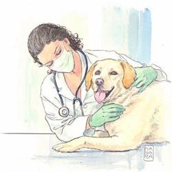 Ambulatorio Veterinario Orsa Maggiore
