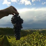 Azienda Biologica Bolla