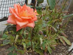 B&B Villa delle rose