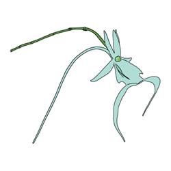 Le Orchidee del Lago Maggiore